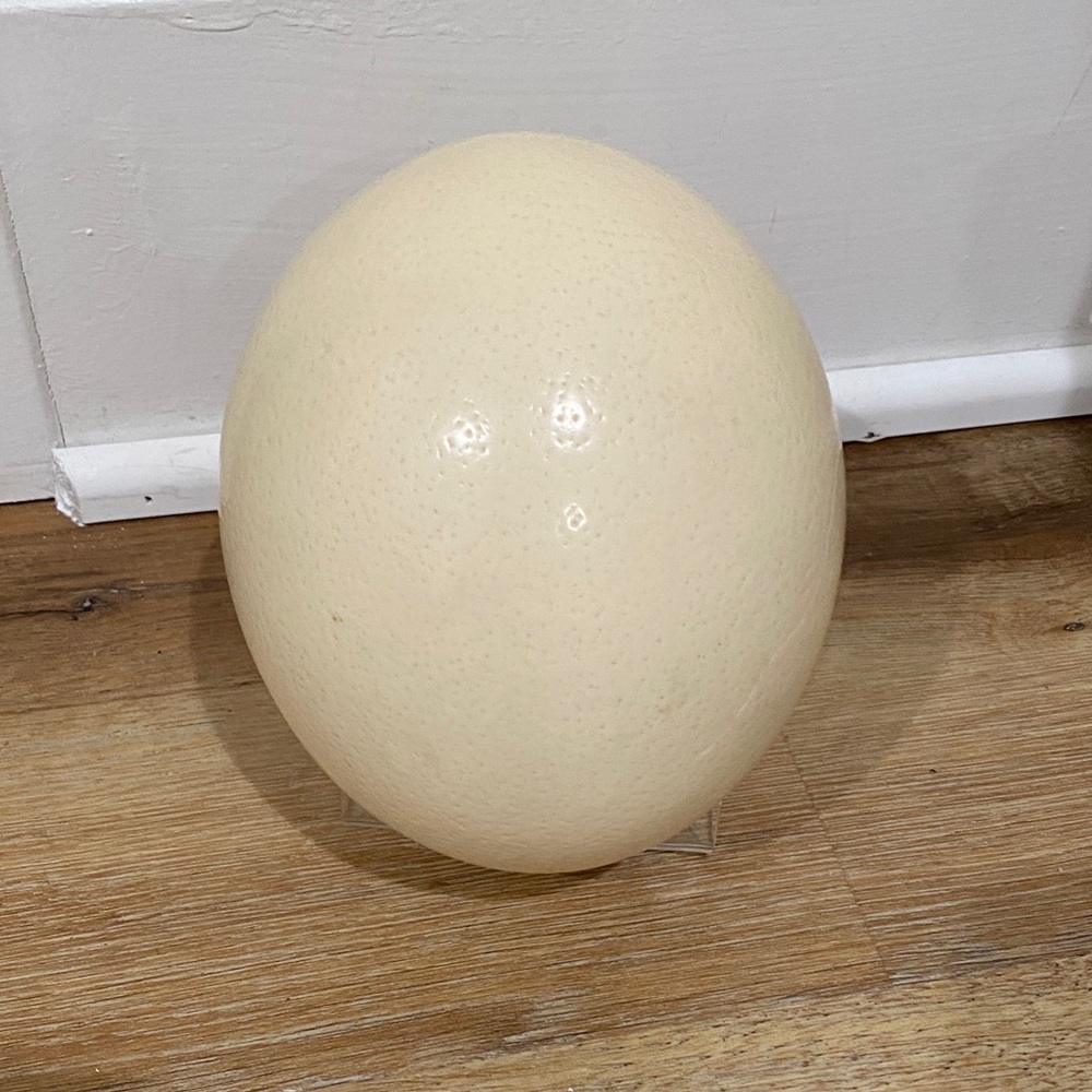 Vintage Decorative Ostrich Egg